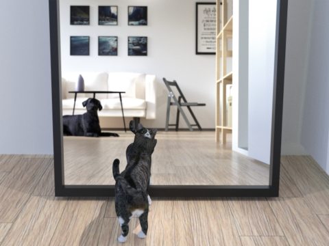 鏡を見る猫と映り込むイヌの画像